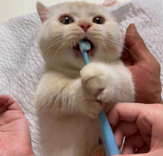 第一次见到这么乖乖刷牙的小猫咪
