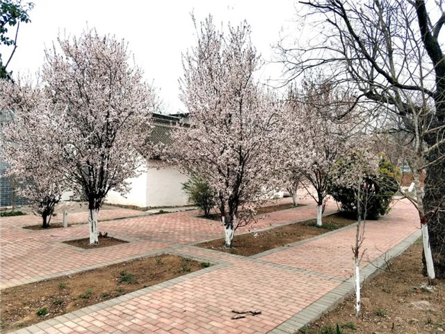 深度体验朱家庵村 净心观瞻天龙古寺:张吉怀翻吊车小李游记