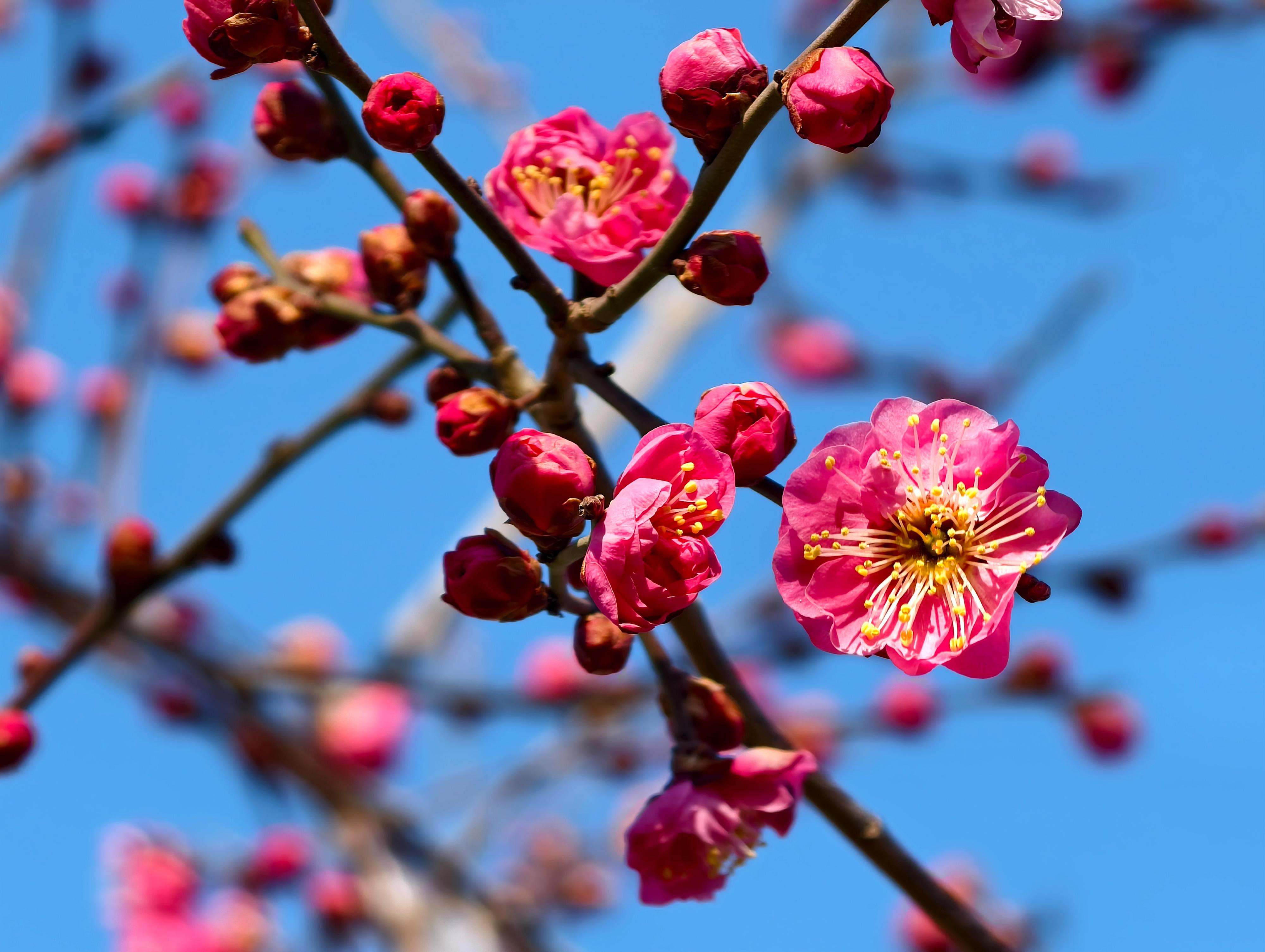 朵朵迎春!北京明城墙下,梅花初绽引客来,多图直击