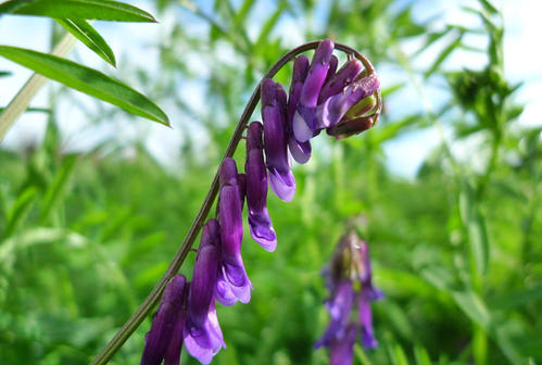 苕子- 热门商品专区