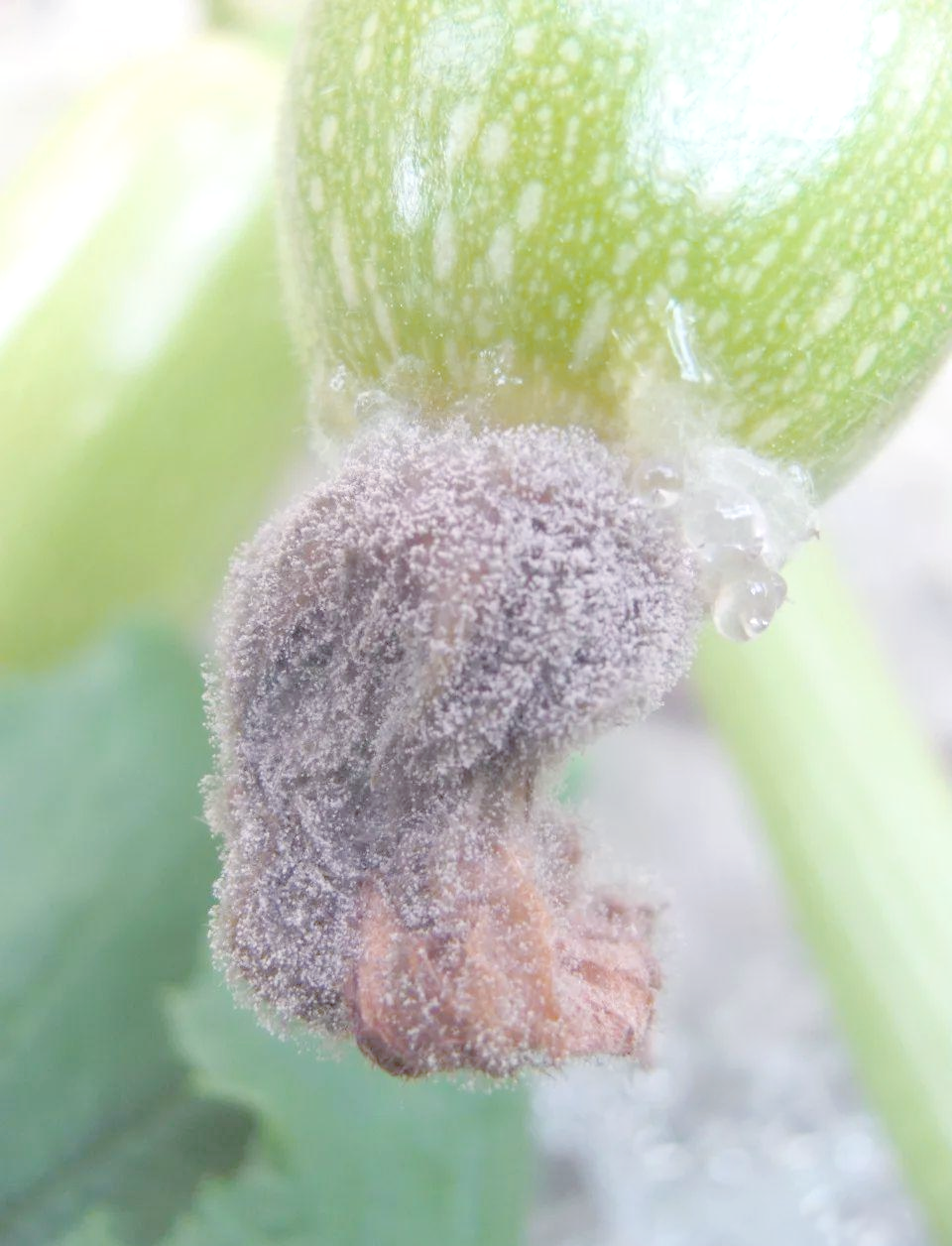 :先正达生产的高含量杀菌剂,对多种病害有特效