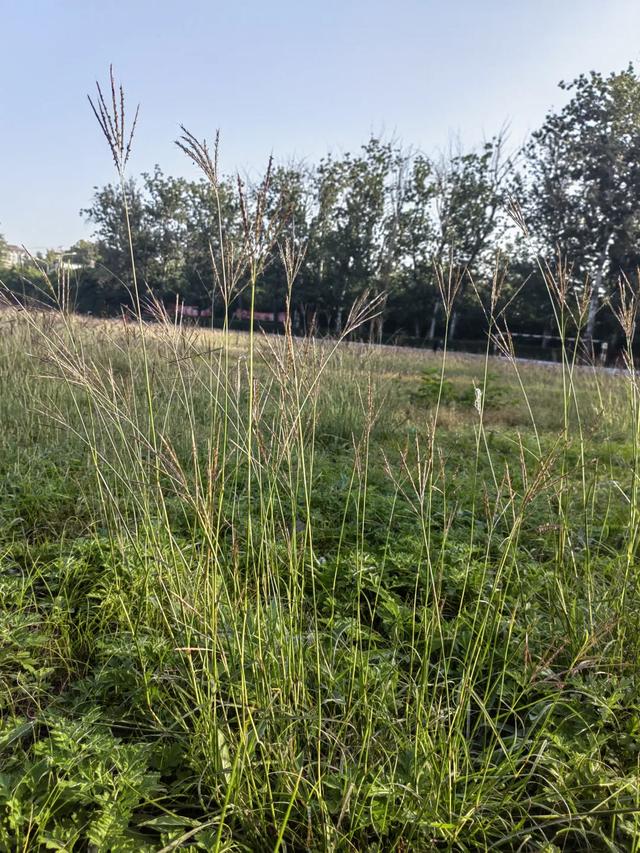 白羊草丨有意思的禾本科植物,花穗像毛刷,人们却用它的根做刷子