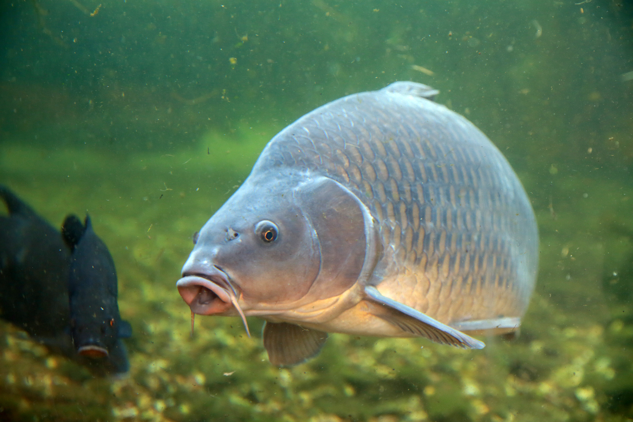 鱼的特点?鱼的六个特点