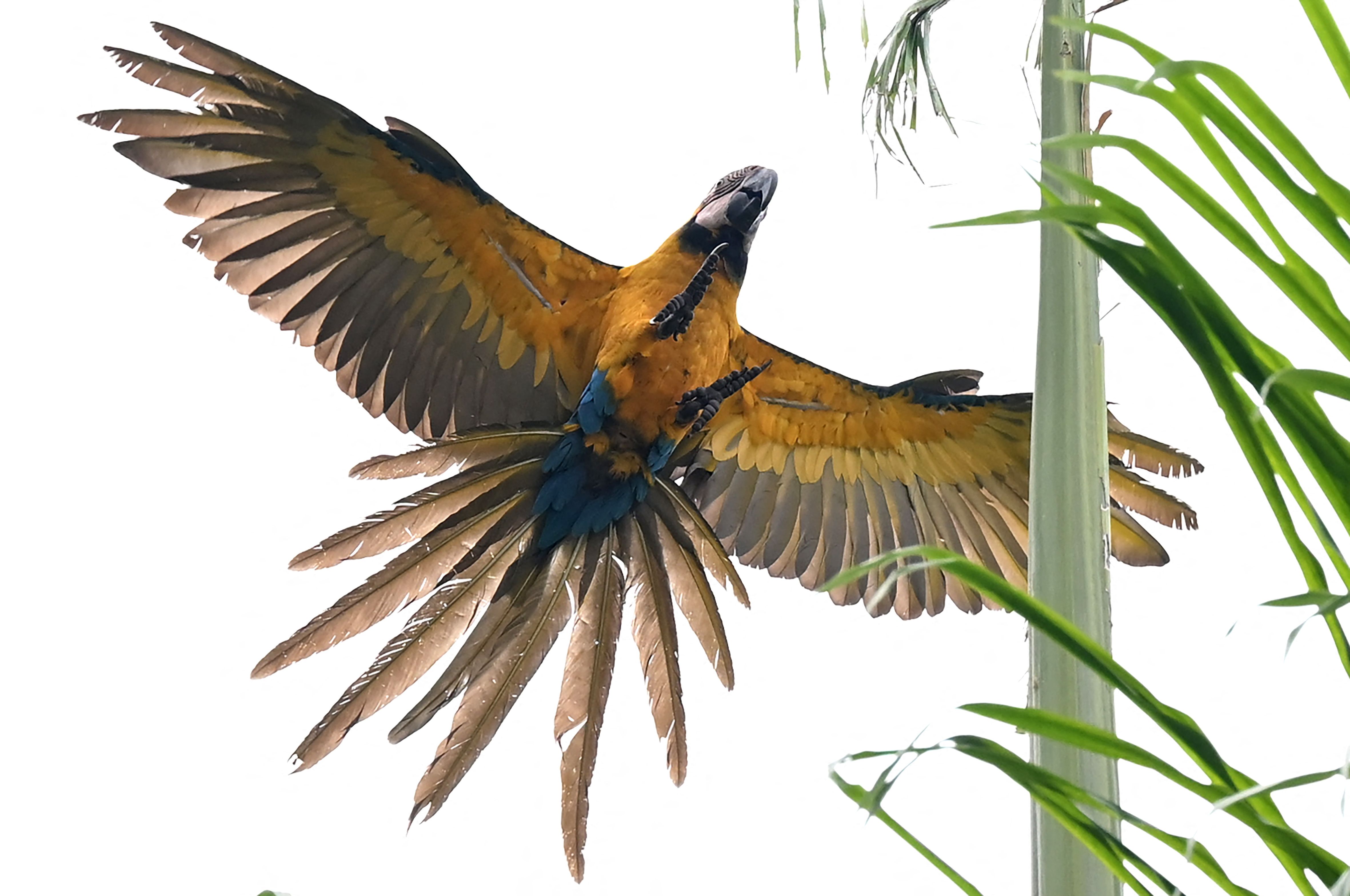 委内瑞拉首都的金刚鹦鹉