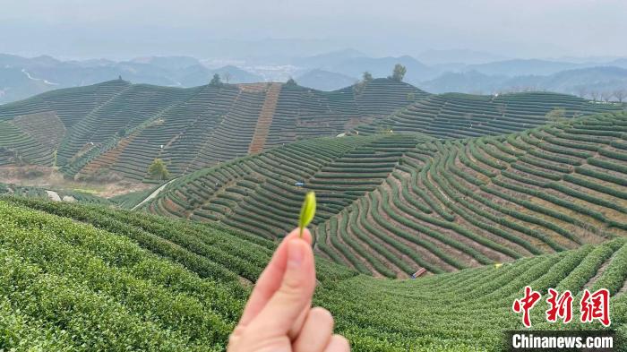 杭州拔山图片