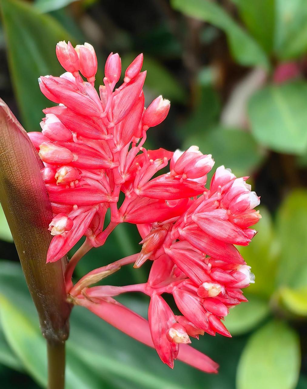 分享你手机拍摄的花朵#此花为紫背竹芋,使用p60pro拍摄,本人感觉画质