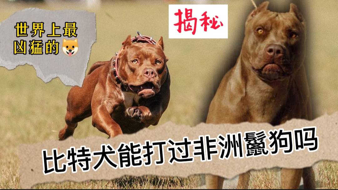 斑鬣狗和比特犬图片