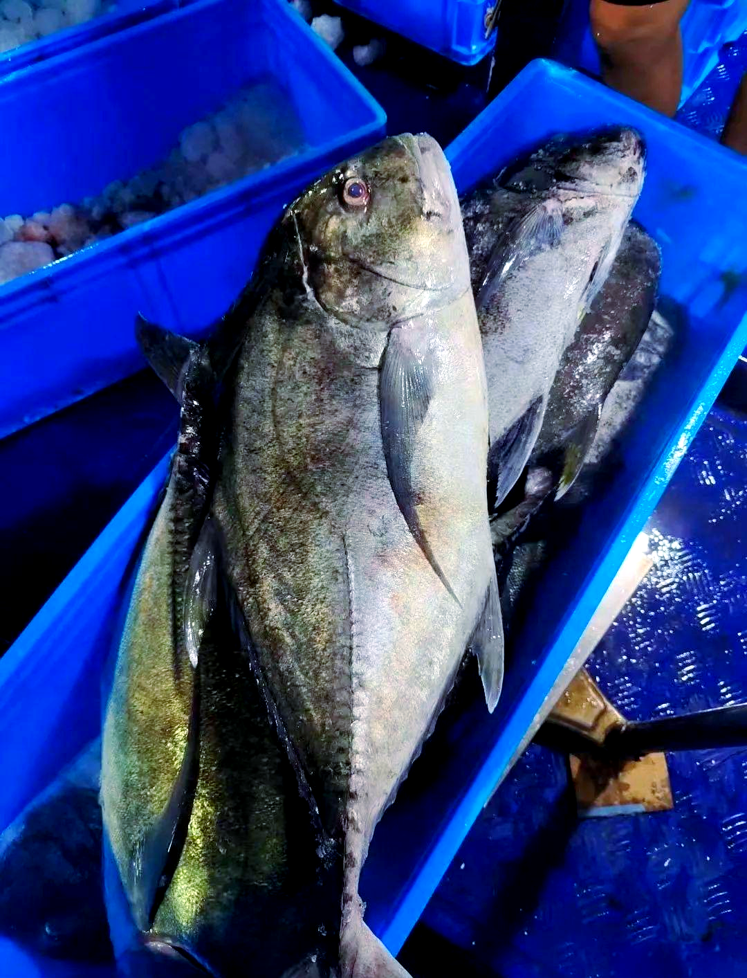 浪人鲹的习性浪人鲹是一种近沿海洄游性鱼类,成年鱼通常单独栖息在