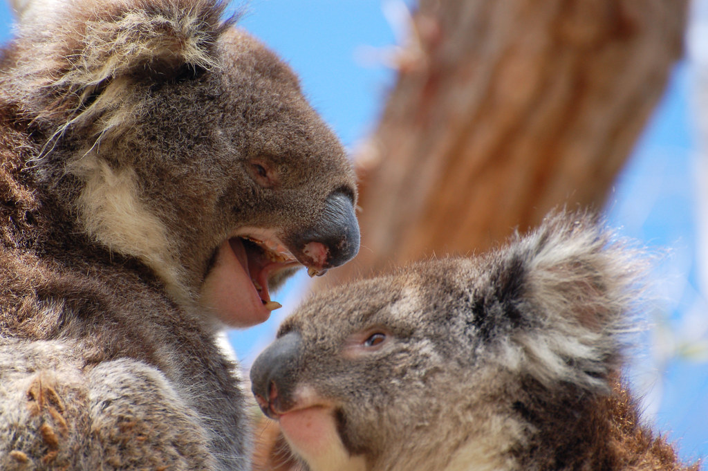 考拉不会躲雨?和树懒比睡觉,谁更胜一筹