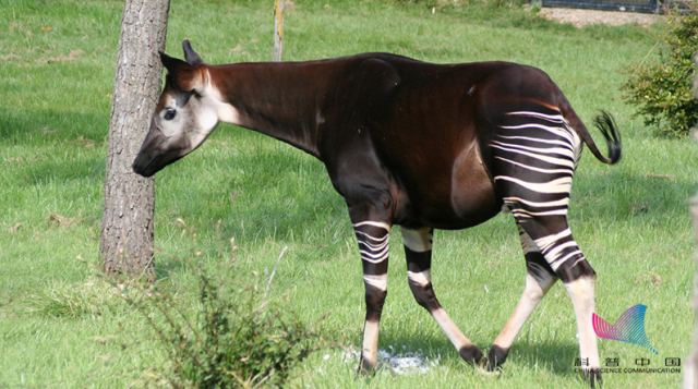 斑马是白底黑条纹,还是黑底白条纹?