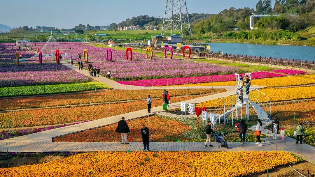 佛山附近花海图片