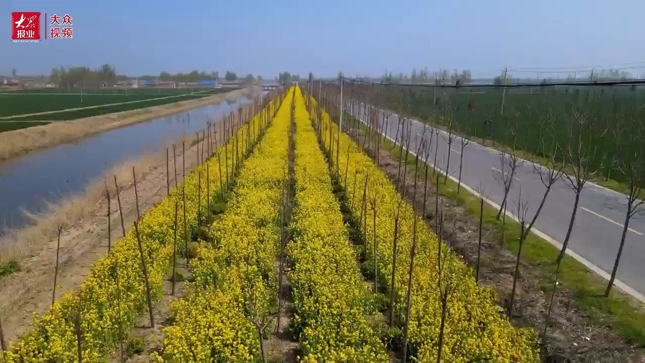 禹城市张庄镇:美丽乡村入画来