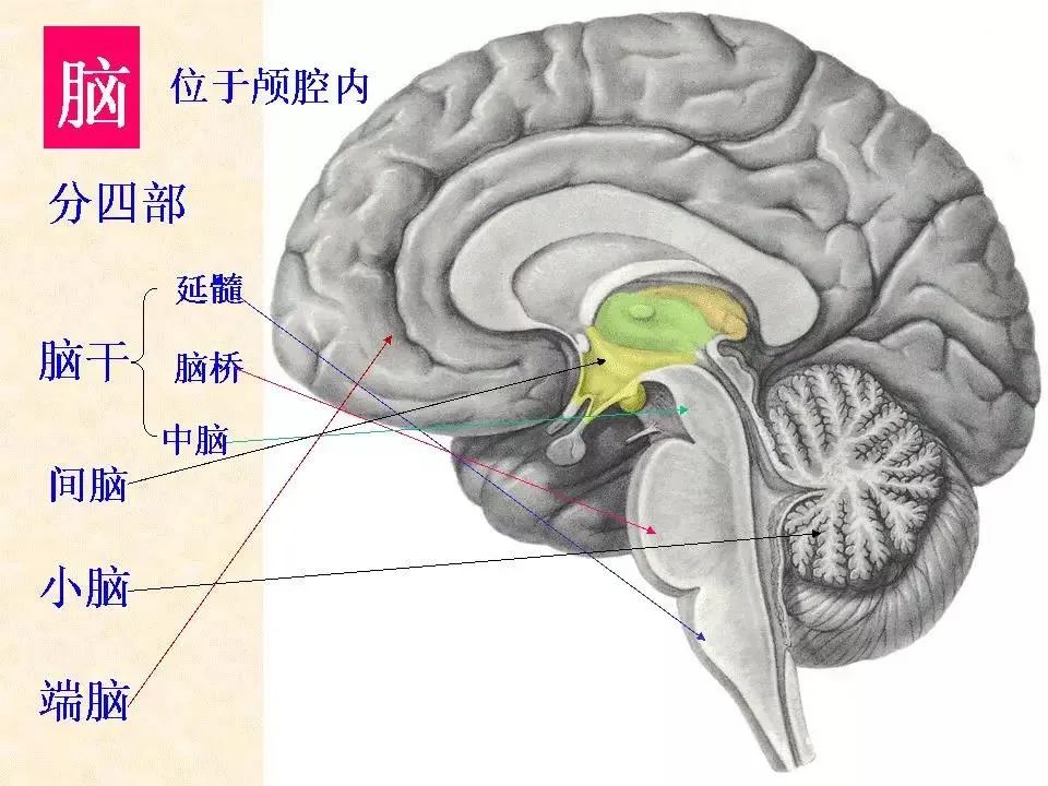 脑干网状结构示意图图片
