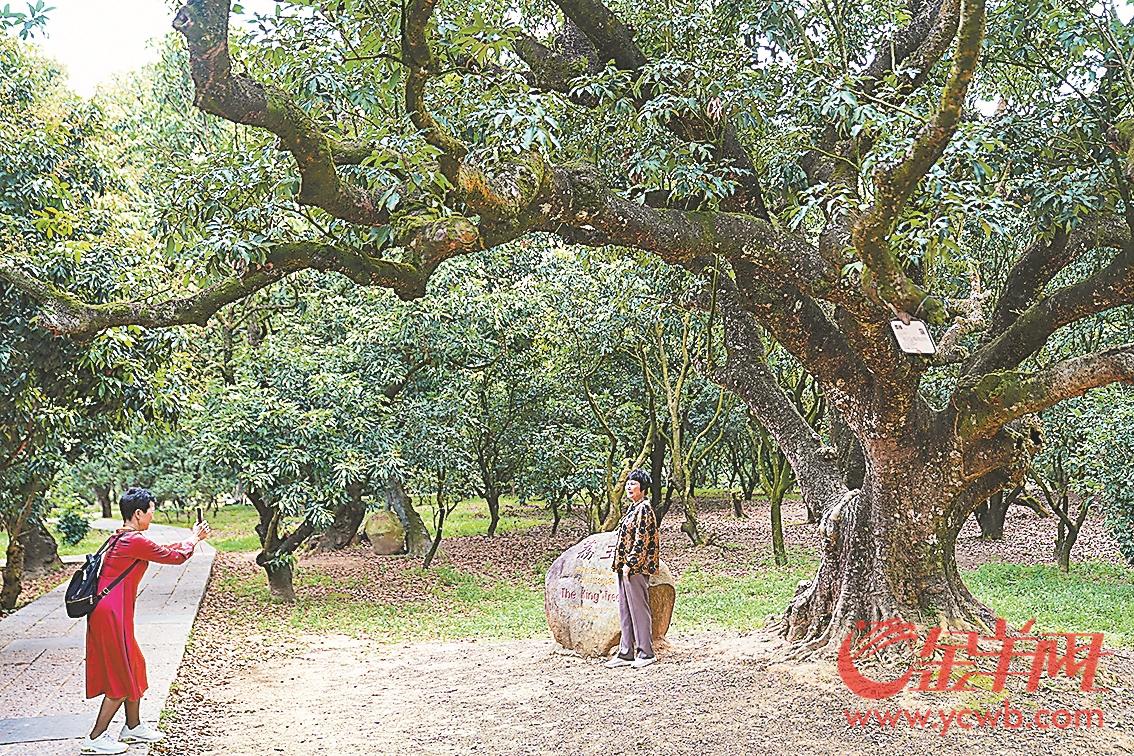 回访茂名高州市根子镇柏桥村:荔枝提升"含金量" 文旅产业"快步走"