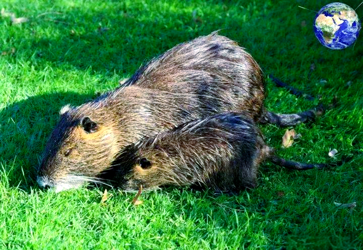南美洲惊现巨大"水老鼠",体重可达三十斤,擅长游泳与潜水