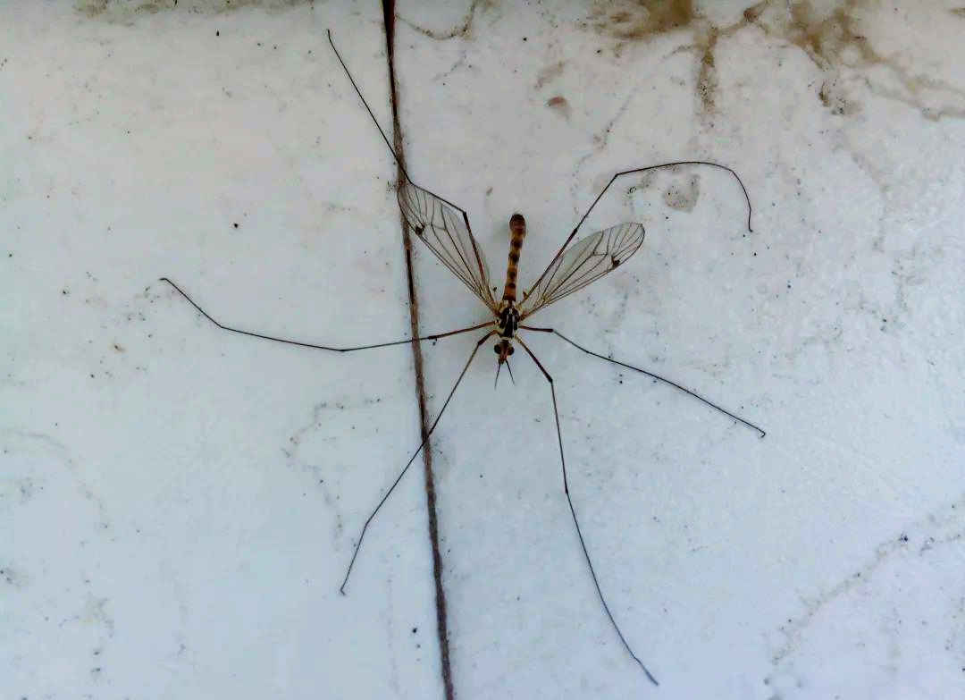世界上存在一种巨型蚊子,不仅不吸血,还是其他蚊子的天敌!