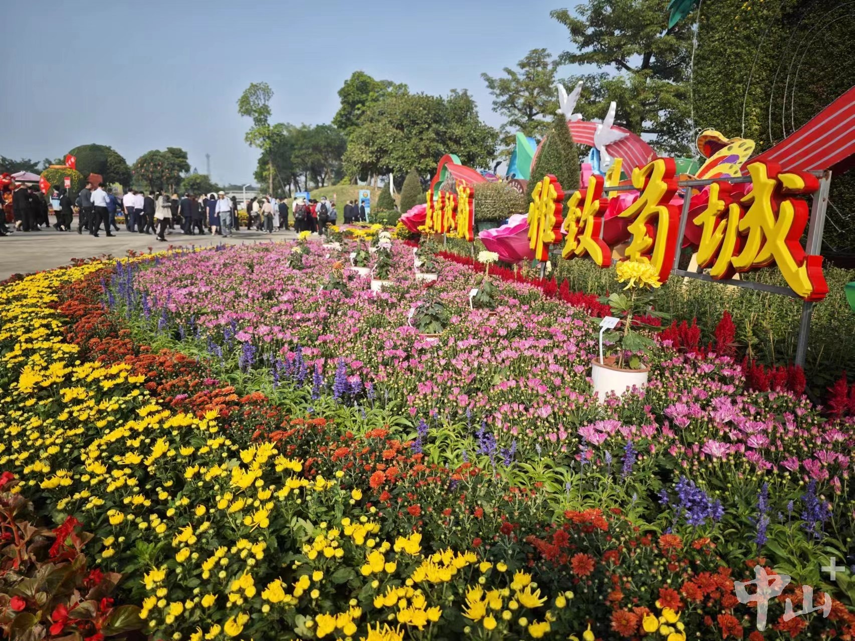 小榄菊花图片大全图片