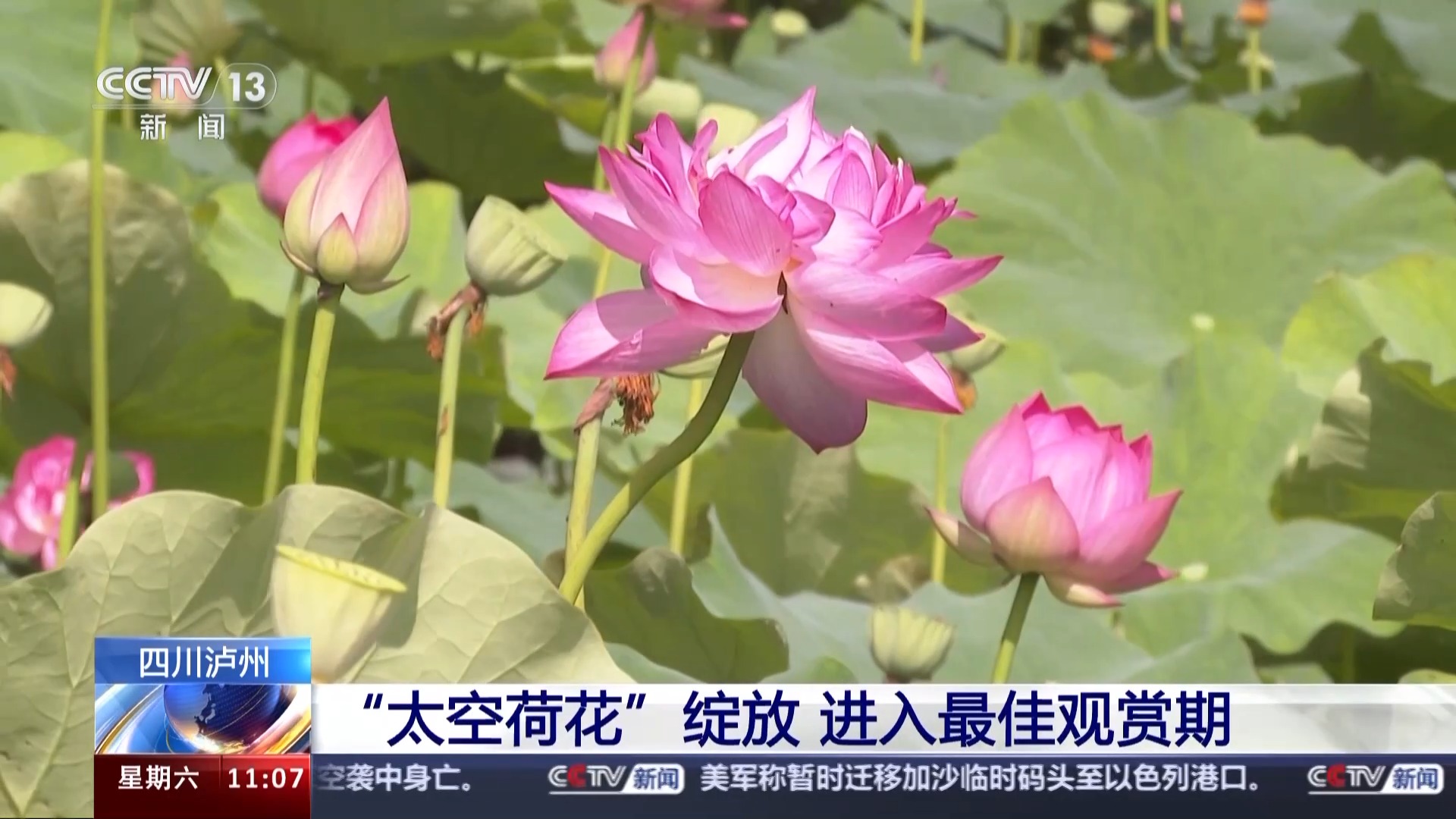 赏荷正当时!"太空荷花"进入最佳观赏期