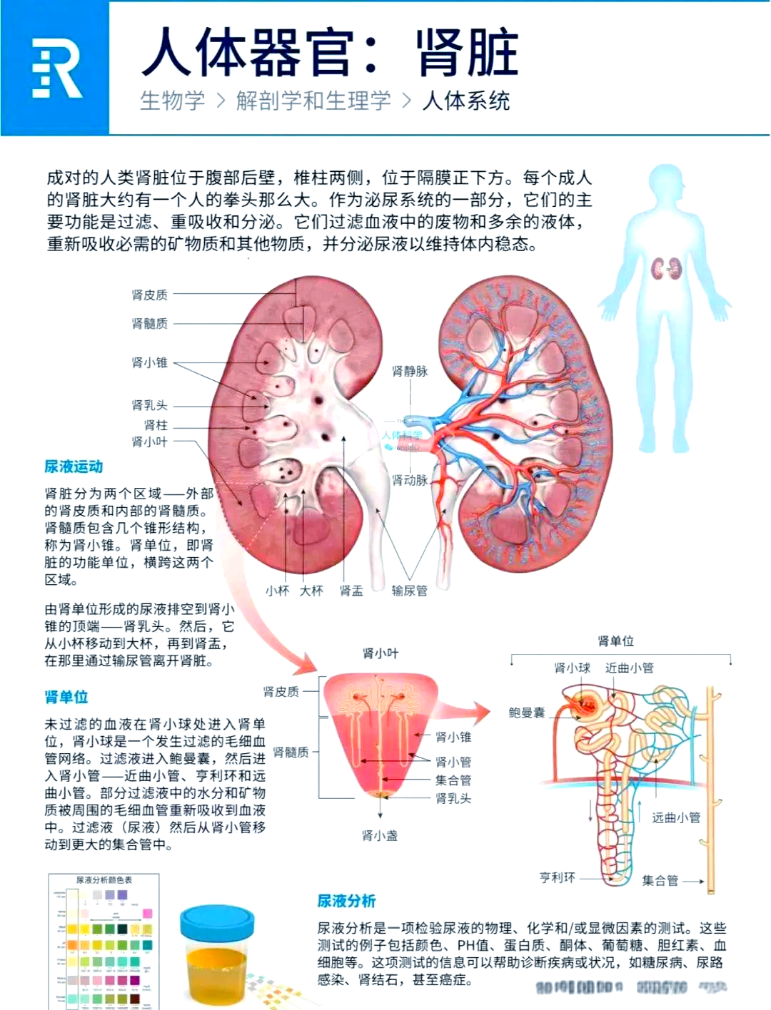 人体内脏器官的详细分布与功能解析
