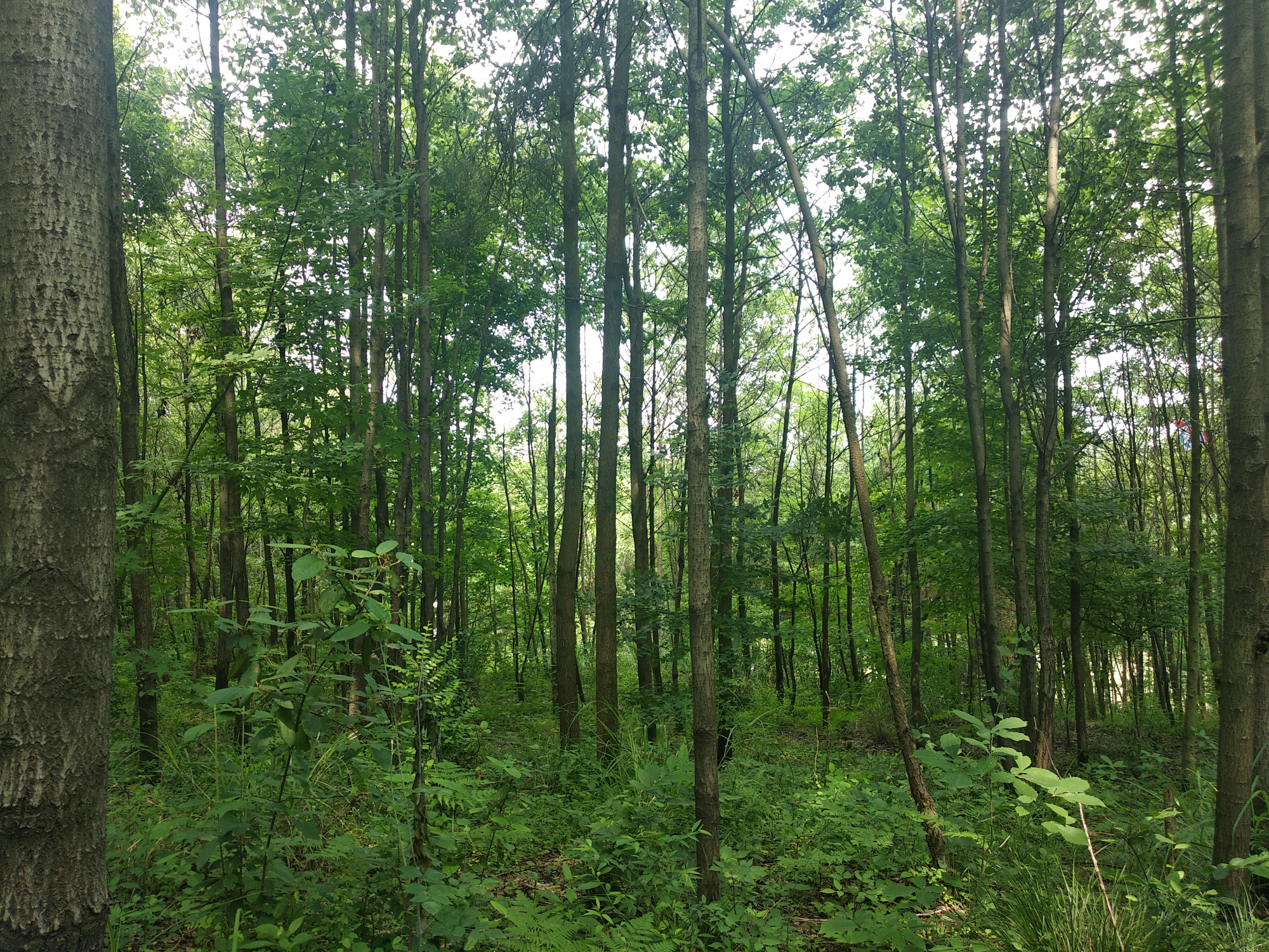 周末亲子游去哪儿,就去都溪林场