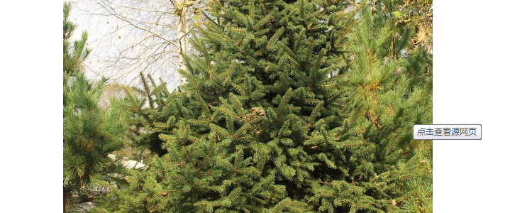 冷杉木需要多少能量?