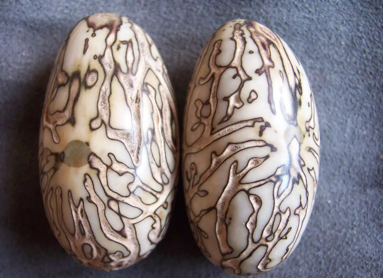 探索众多菩提子的名称与相貌,高清图集助你不再混淆