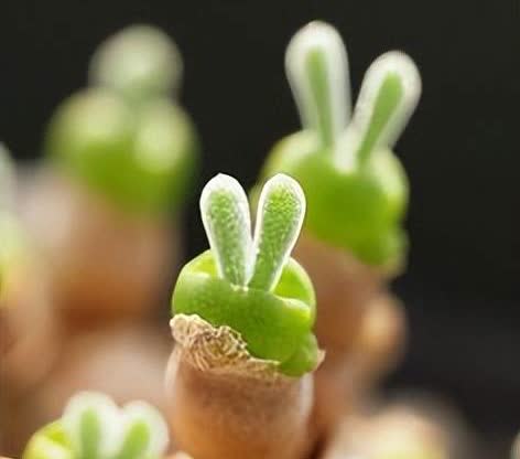 兔子多肉:看似可爱却藏着难养之谜