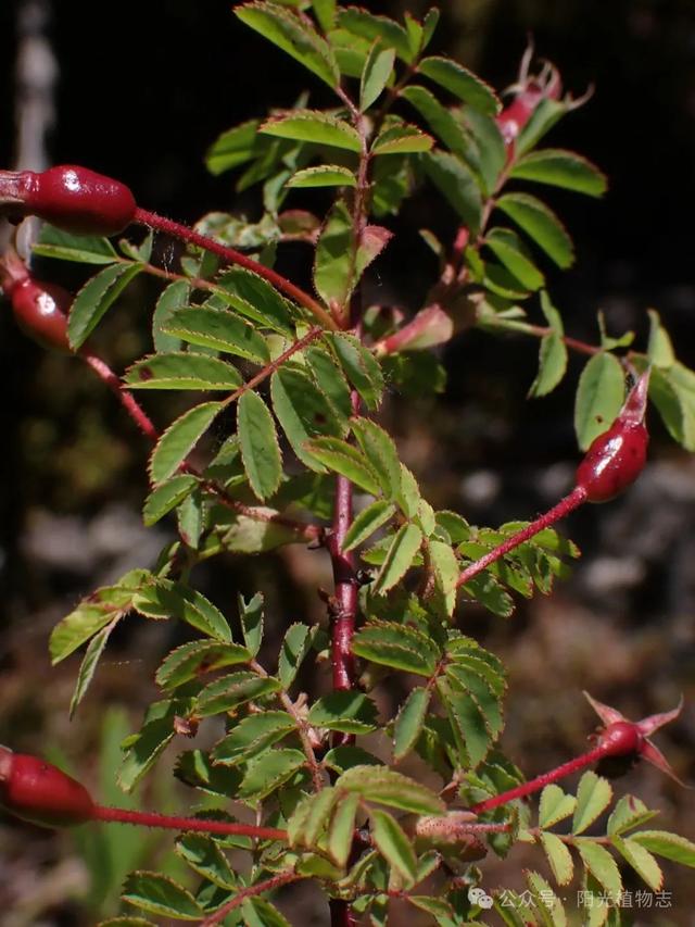 长白蔷薇,小猴脸一个,古灵精怪的