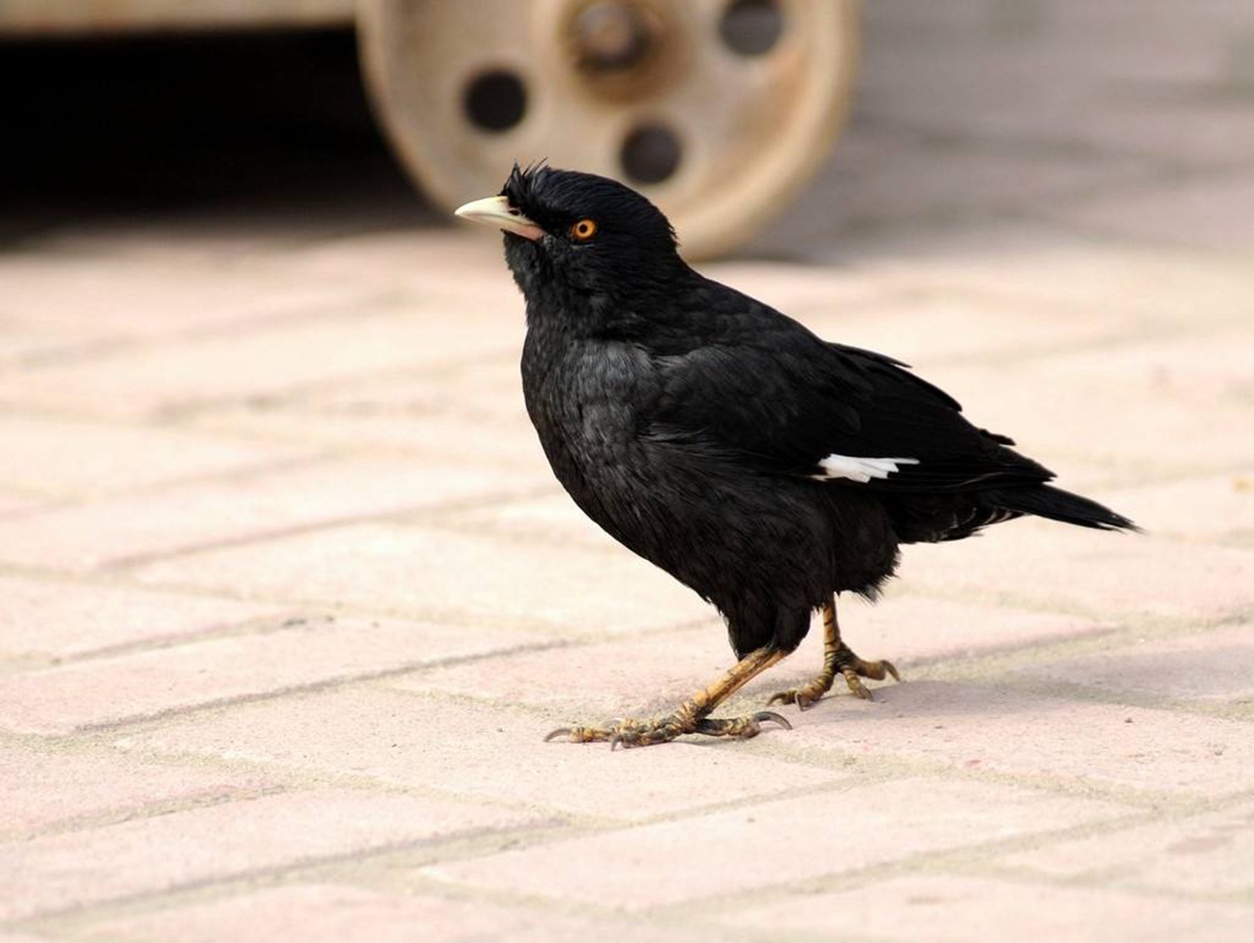 八哥多久能学会说话?八哥会掉毛吗?