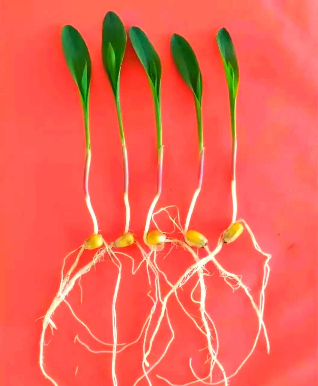 玉米幼苗的成长之旅:从种子到茁壮幼苗的探索