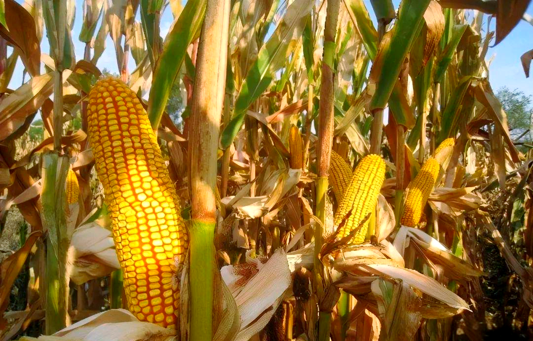 高产抗倒玉米新品种迪卡517,平均亩产表现优秀