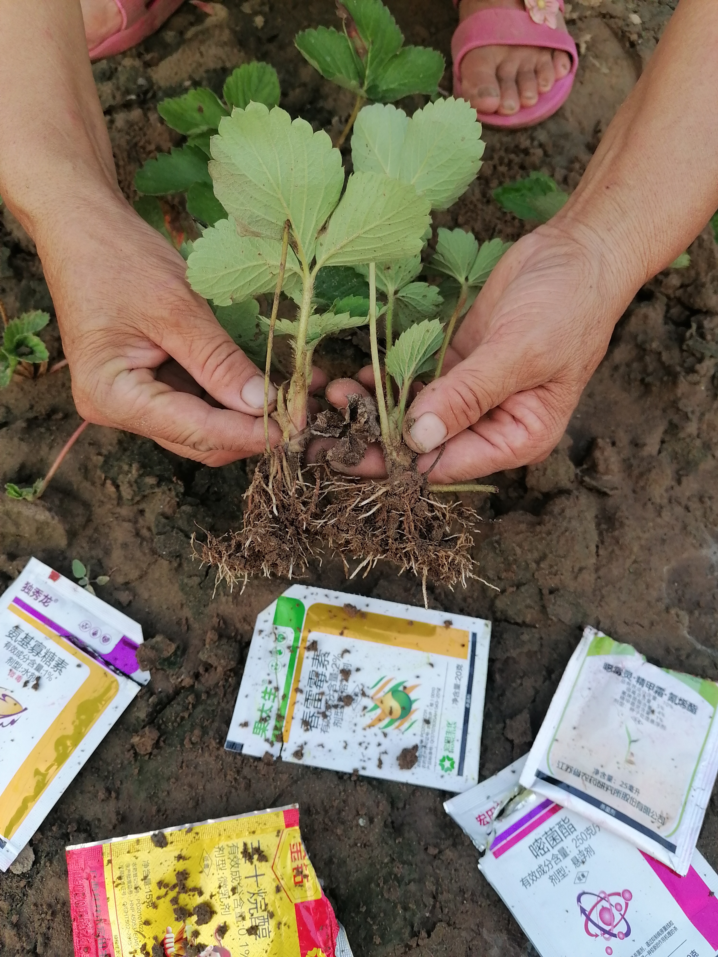 案例反馈草莓移栽缓苗成活率高