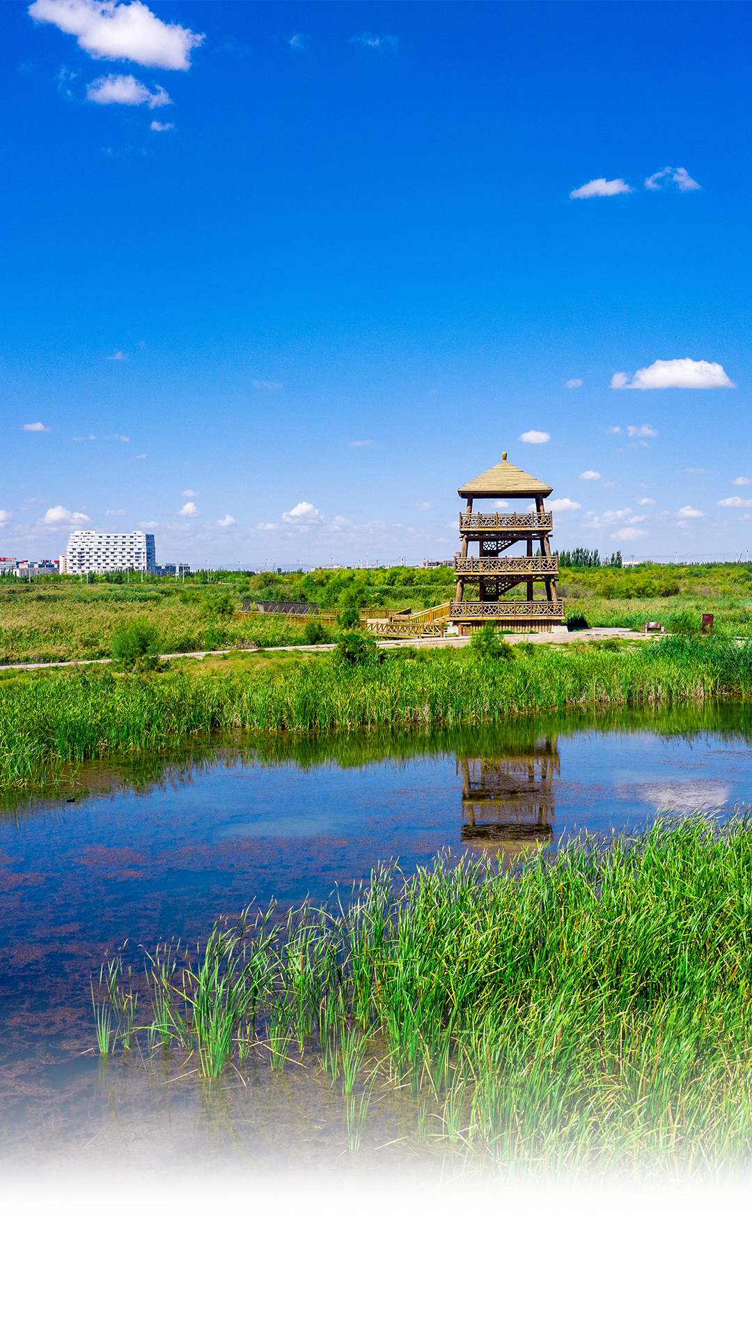 普兰店区湿地公园图片