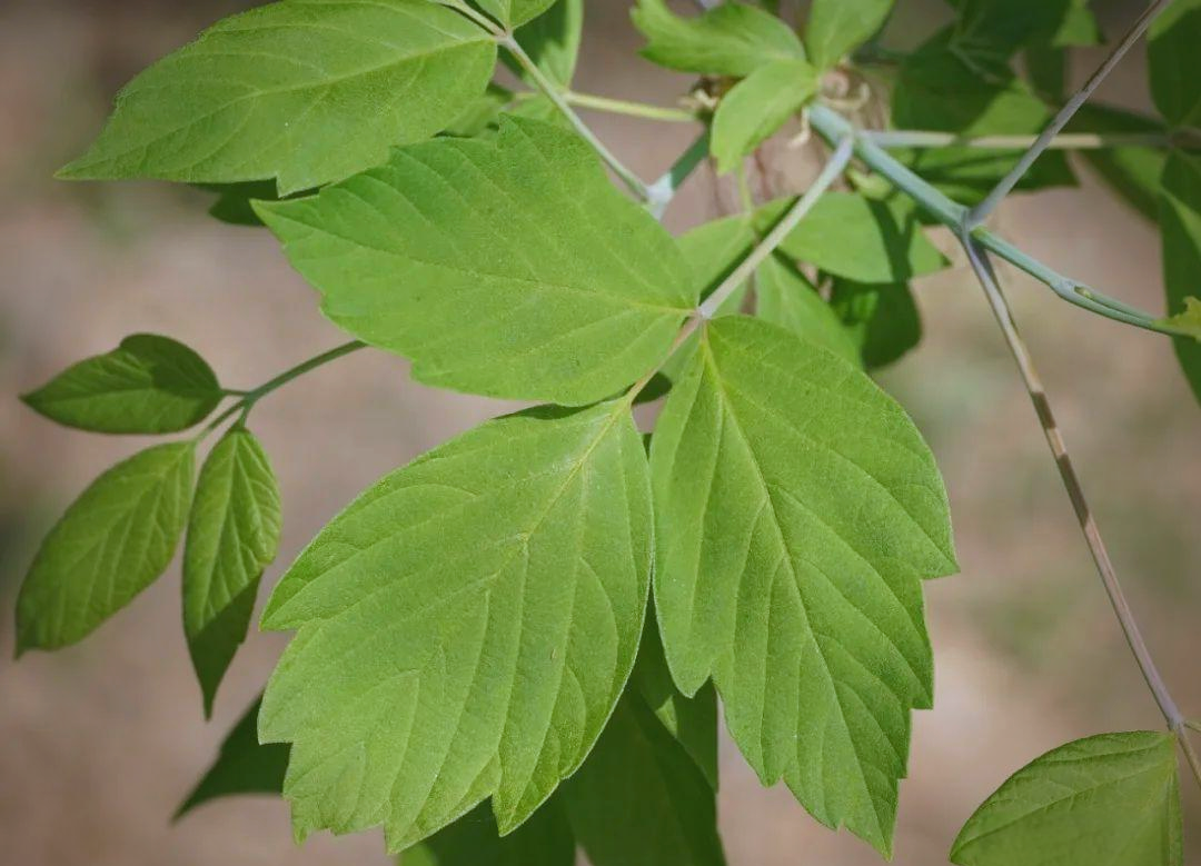 梣叶槭:城市行道树的绿色选择