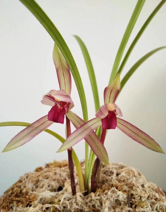 目前最火的春兰红花,曾一株百万,可惜一落千丈,赶紧捡漏