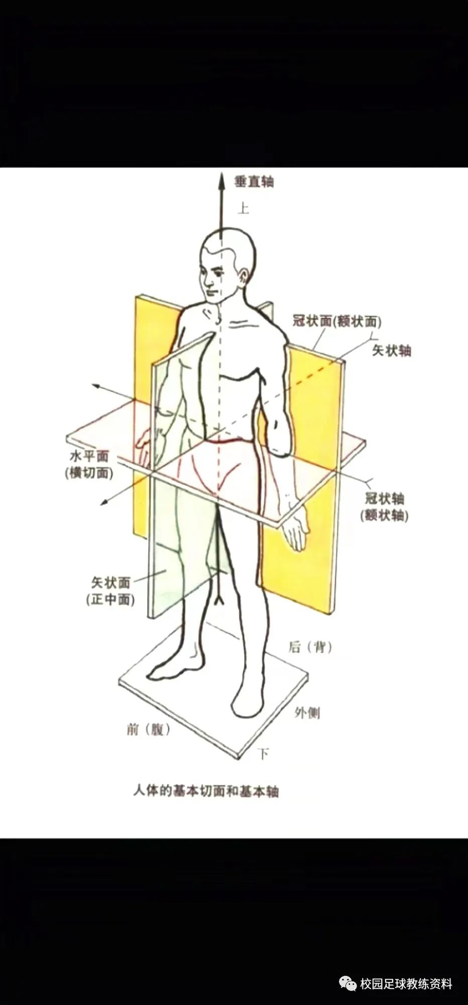 人体的轴和面图解图片