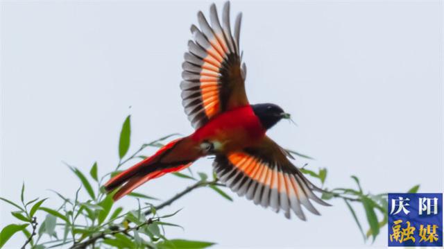 「美图庆阳」舞动的长尾山椒鸟