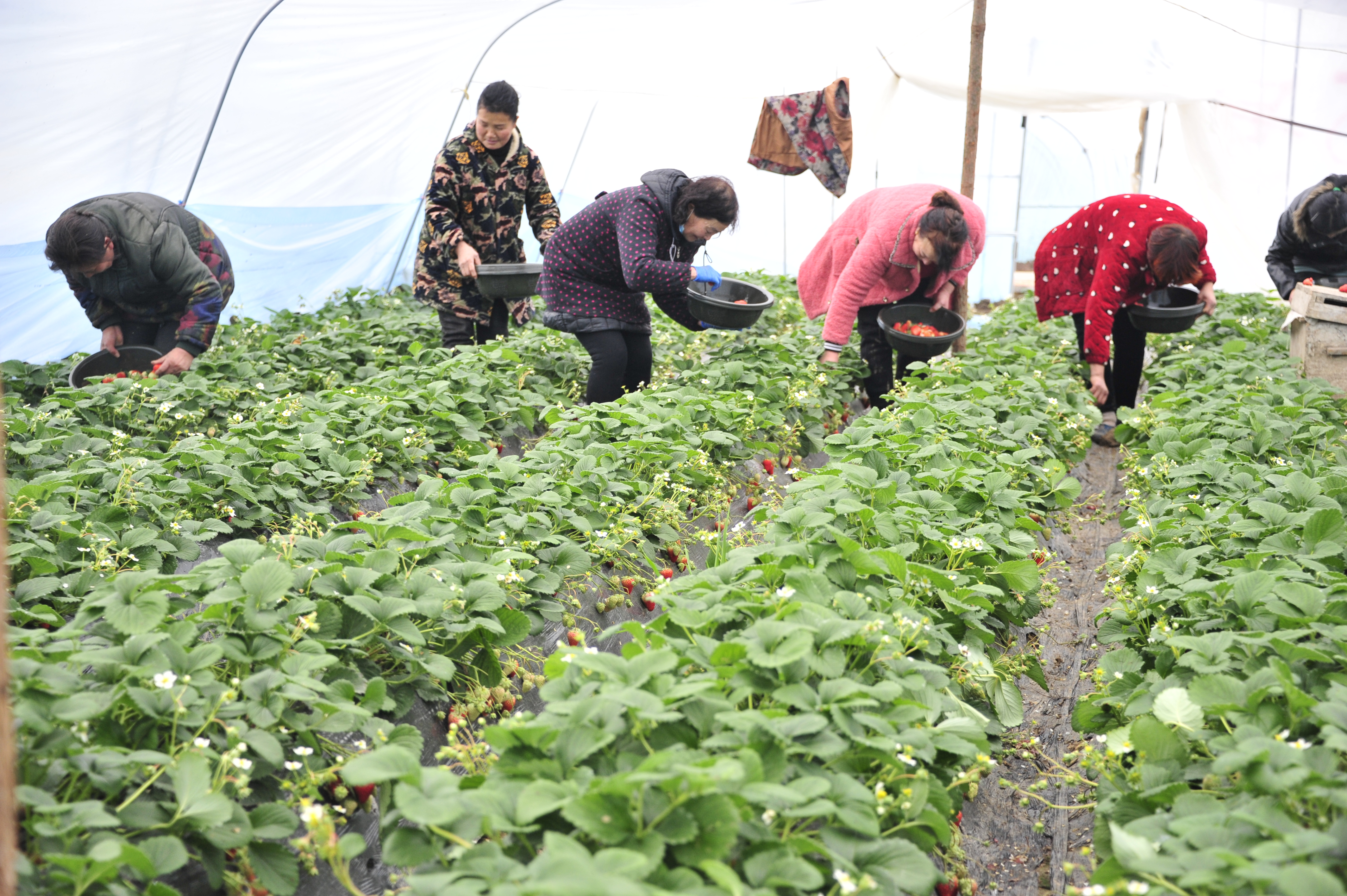 社旗县陌陂镇:"五星"创建聚合力,乡村振兴谱新篇