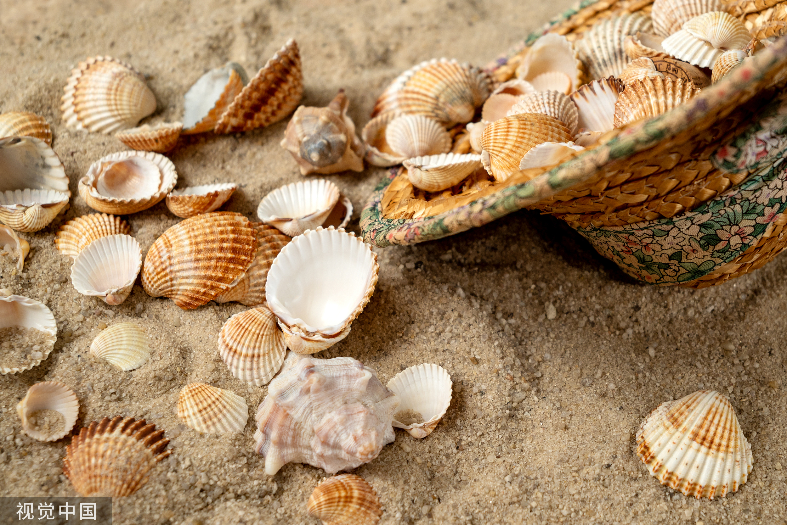 把贝壳当货币的年代,住在海边的人每天都能"捡到钱"?