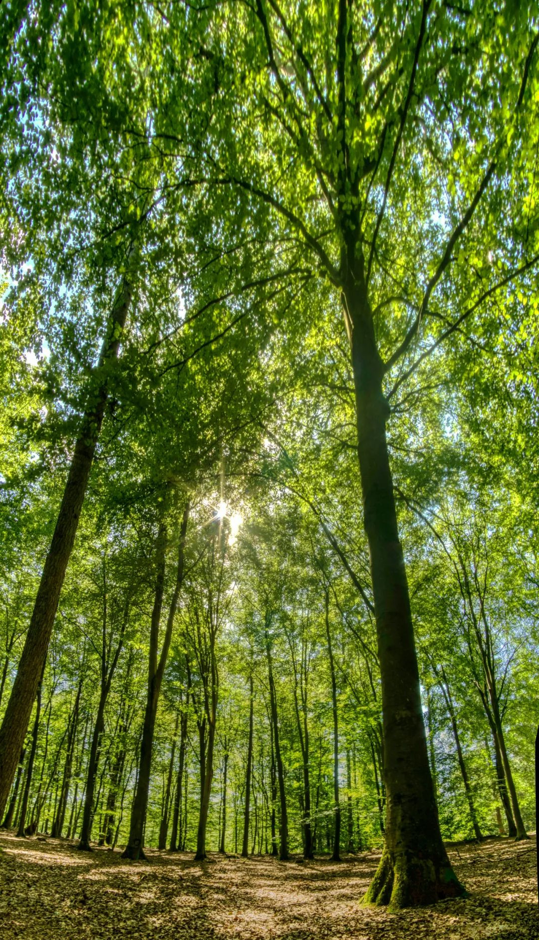 绿色森林与泥土小路壁纸精选