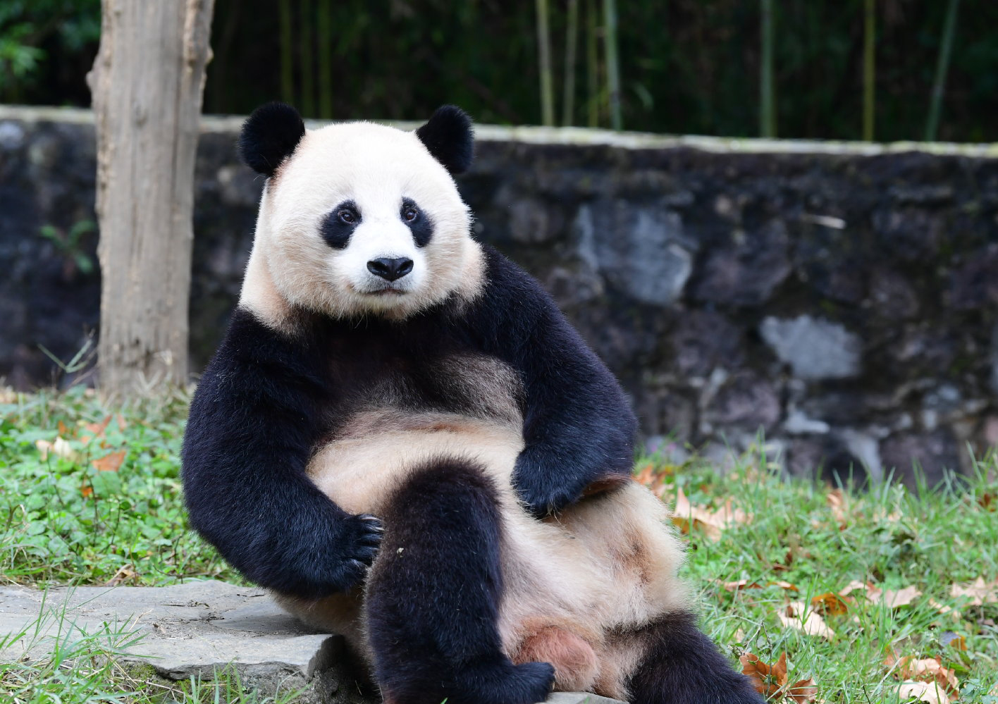 「草草」全球首只野外引种大熊猫,成功野放熊猫淘淘和华姣的母亲
