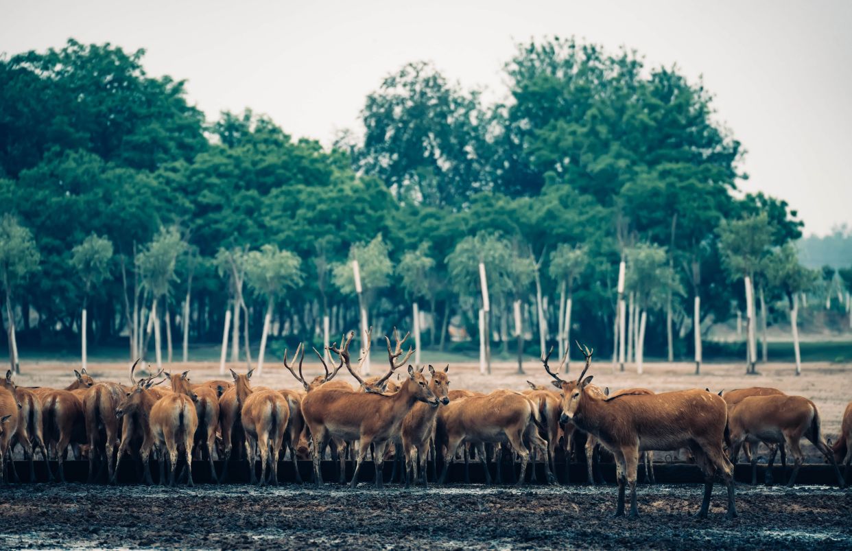 探秘盐城唯一5a景区,堪称国内绝美旅行秘境|盐城旅游攻略