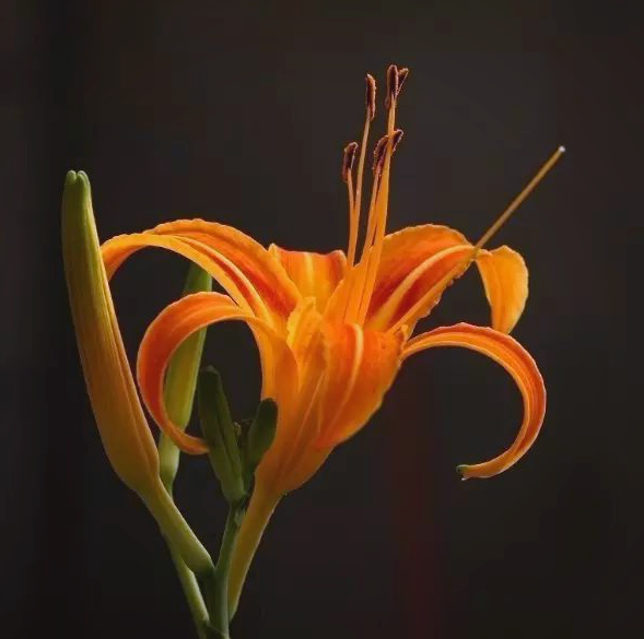 金针花盛开,别错过这个美食与美景的盛宴