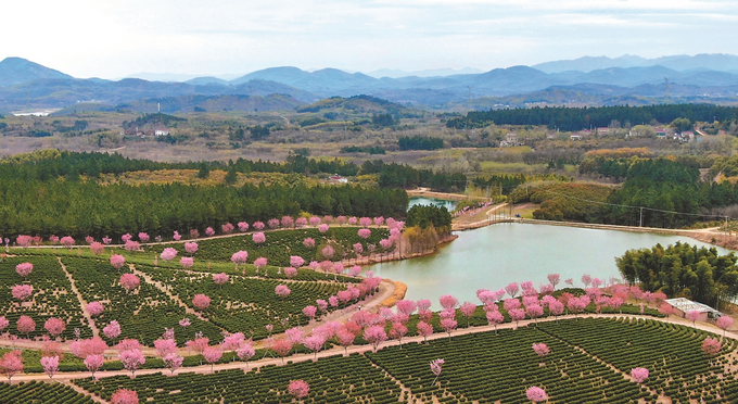 溧阳十思园3000余株樱花竞相绽放