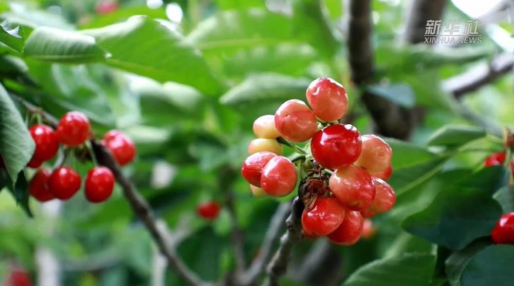 山东沂源:"小樱桃"映红乡村振兴