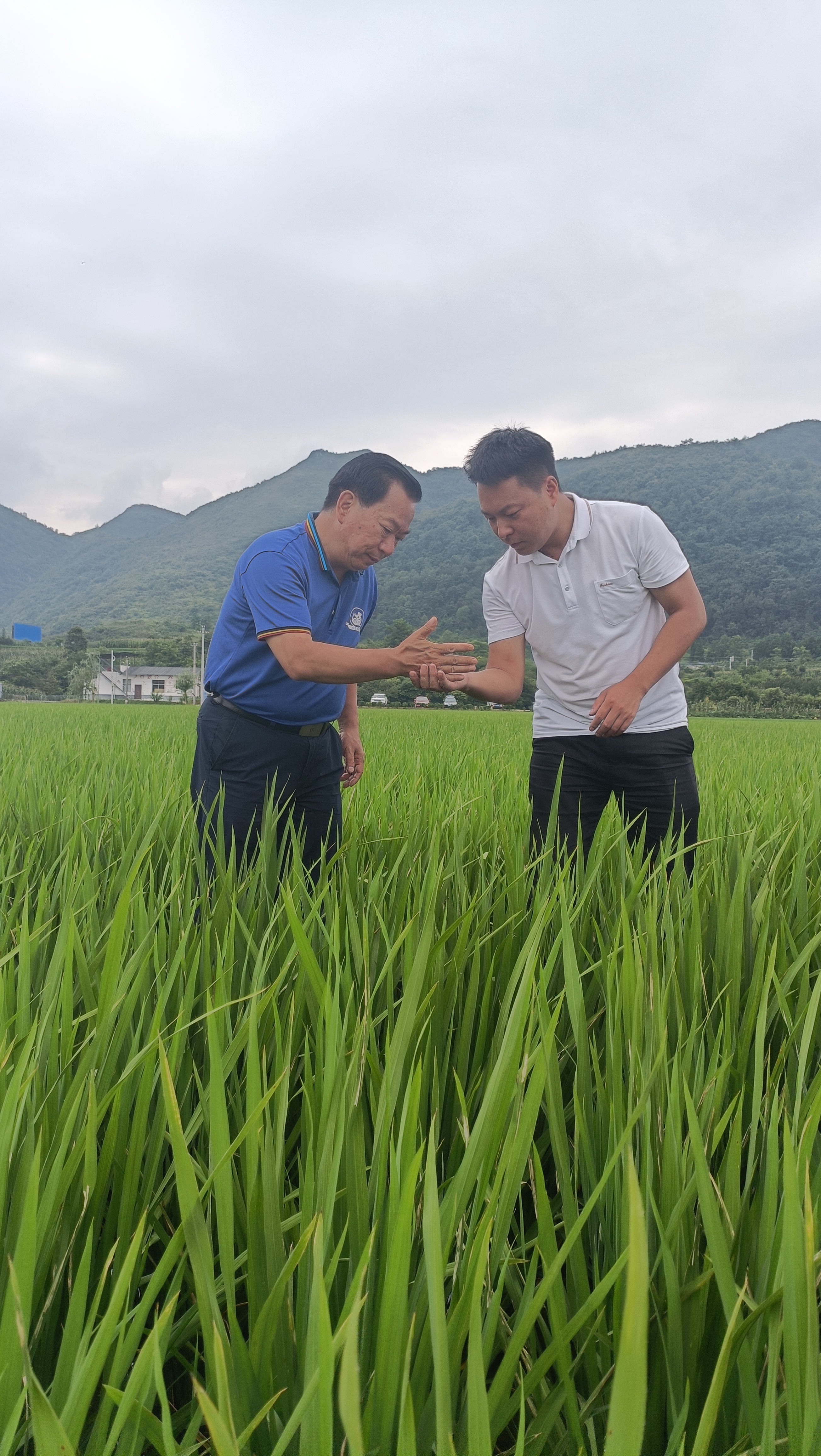 省植保植檢專家到甕安縣梭羅村貴州蔬菜集團基地調研