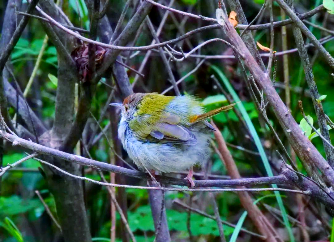 长尾缝叶莺:鸟界中的"裁缝"专家