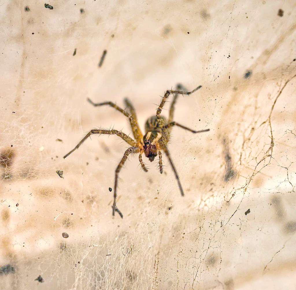 海蜘蛛:海洋中的独特生物,其构造揭秘