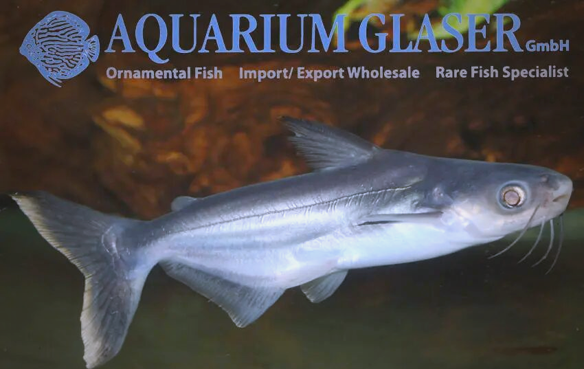 巨鲇科鱼类的崛起与进化:从巴沙鱼到海芒鱼