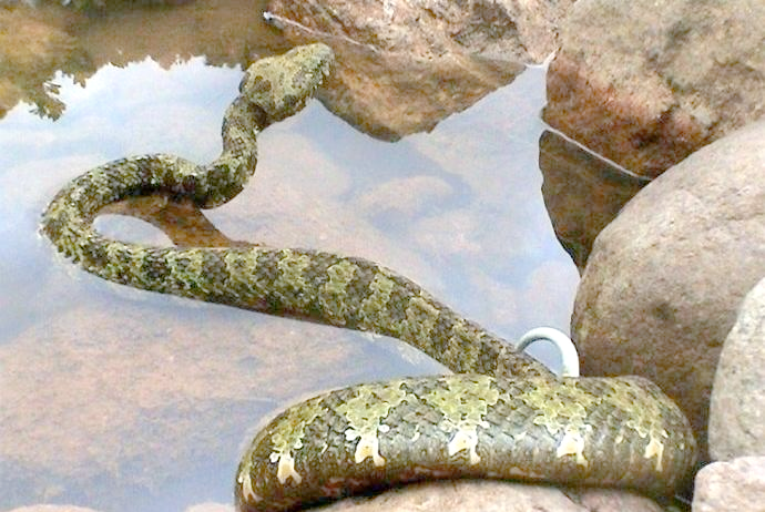 莽山烙铁头蛇:一种独特且濒危的巨型毒蛇